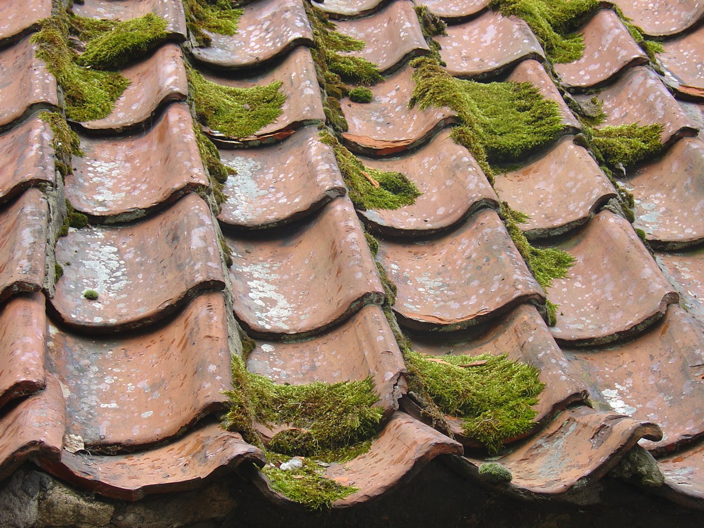 Mossy roof before washing (illustrative stock photo)